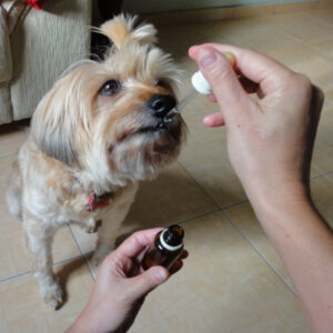 Cachorro tomando floral de bach