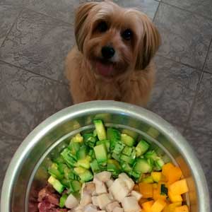 Curso de alimentação natural caseira para cães e gatos