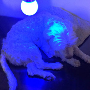 Curso de Cromoterapia